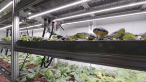 Vertical Farming in a controlled environment